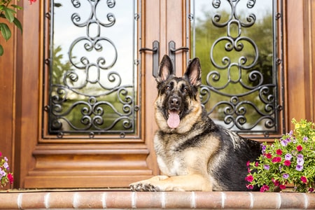 Home guard dog